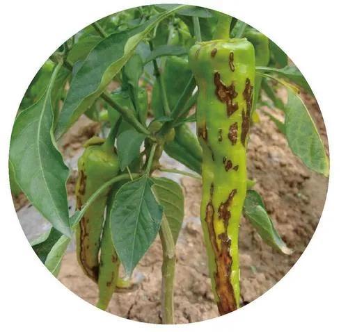 警惕秋季蔬菜细菌病害泛滥,注意这些病害