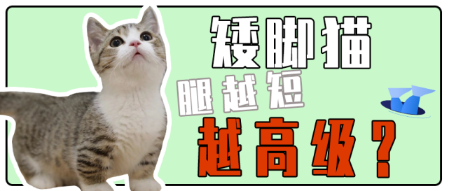 矮脚猫的腿越短越贵吗 Tica 猫咪 矮脚猫