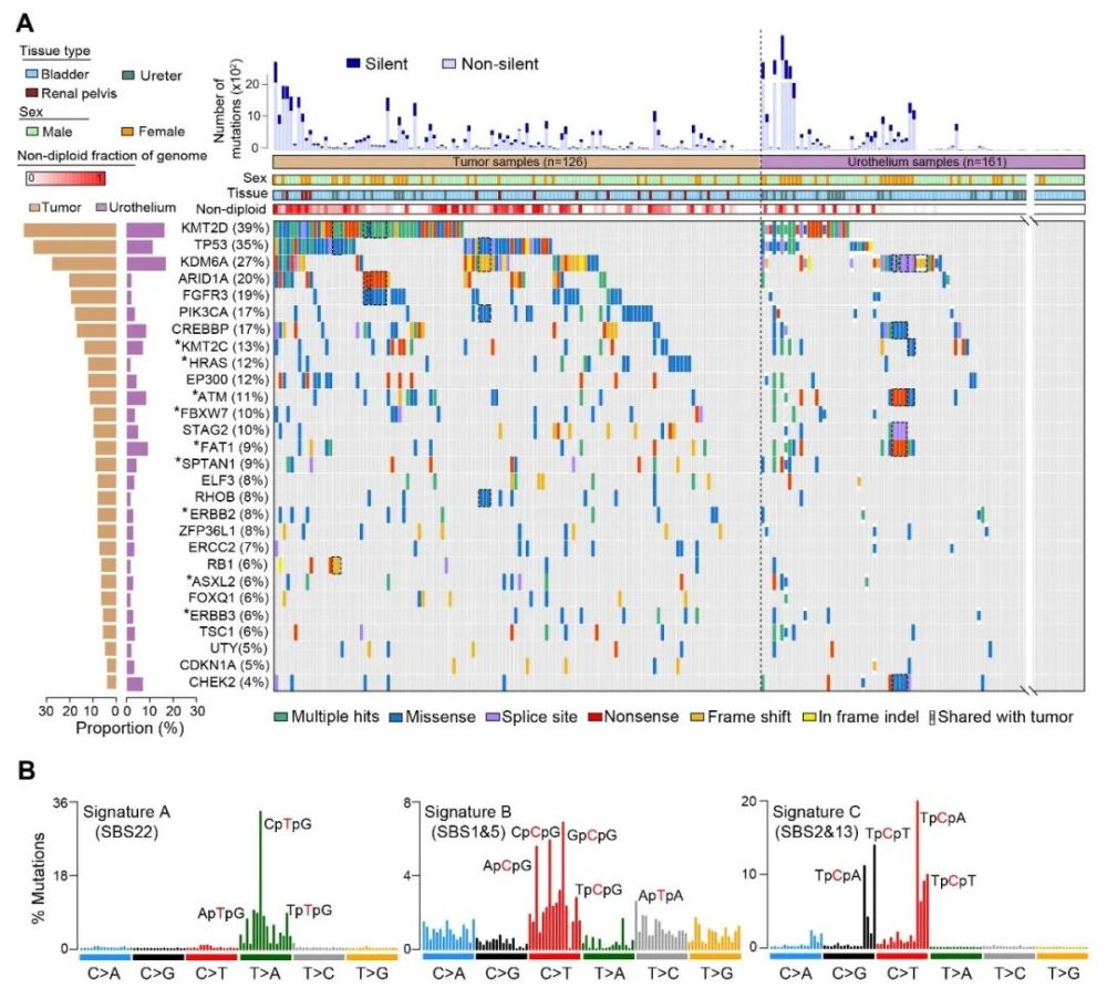 上皮组织|白凡/徐涛课题组合作揭示癌旁正常上皮组织存在大量突变及克隆扩增