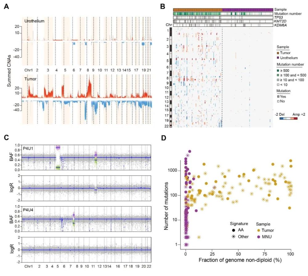 上皮组织|白凡/徐涛课题组合作揭示癌旁正常上皮组织存在大量突变及克隆扩增