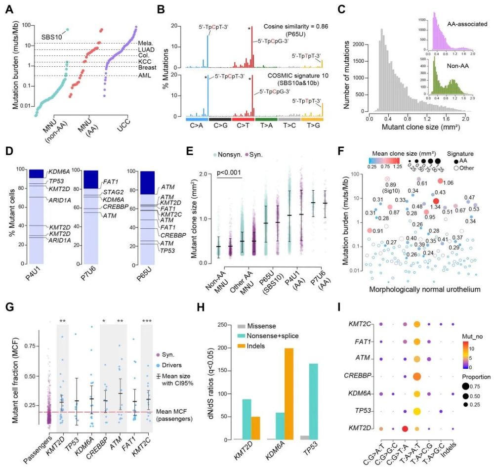 上皮组织|白凡/徐涛课题组合作揭示癌旁正常上皮组织存在大量突变及克隆扩增