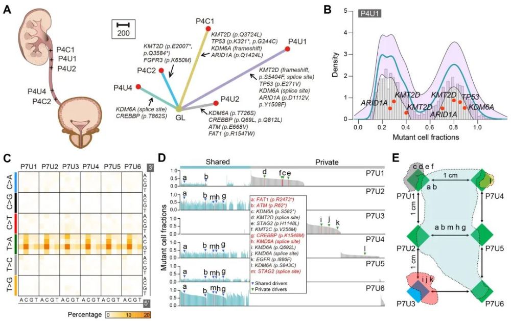 上皮组织|白凡/徐涛课题组合作揭示癌旁正常上皮组织存在大量突变及克隆扩增