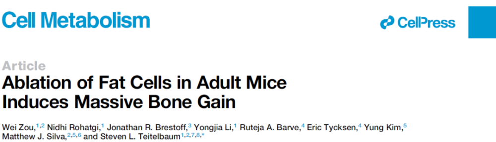 脂肪细胞|Cell子刊：邹伟等揭示脂肪细胞的清除可促进骨快速增殖
