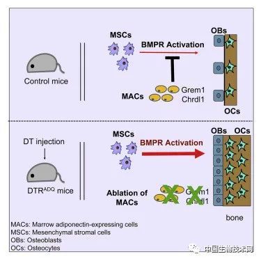 脂肪细胞|Cell子刊：邹伟等揭示脂肪细胞的清除可促进骨快速增殖