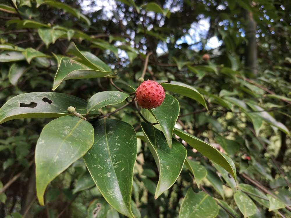 山荔枝又名山荔枝果,野梅子;成熟的野生山荔枝口味非常鮮甜,雖然個頭