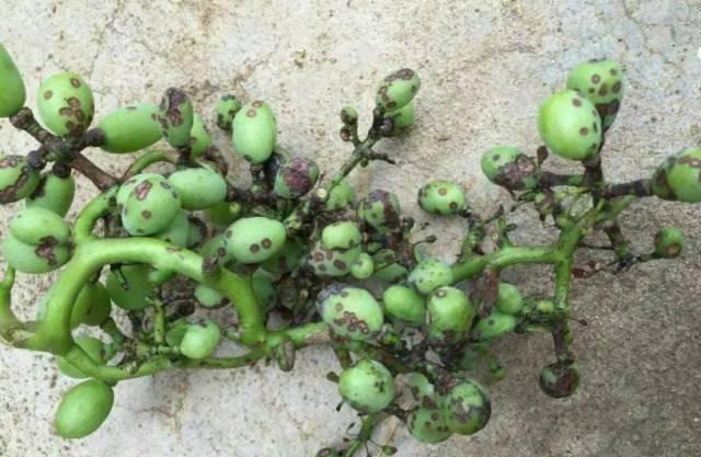 黑腐病:好多农友不太认识这个病,常误判成炭疽,其实它病原菌为黑腐茎