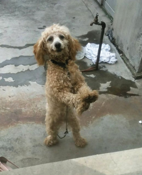 泰迪|泰迪被送去乡下一段时间，主人再去接时认不出：宛如参加了变形计