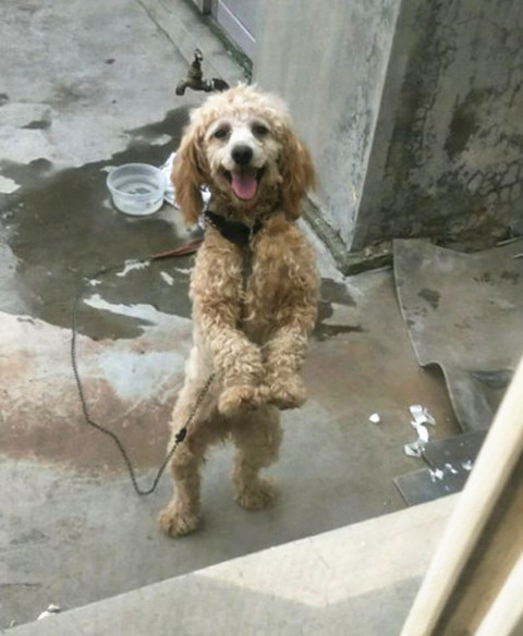 泰迪|泰迪被送去乡下一段时间，主人再去接时认不出：宛如参加了变形计