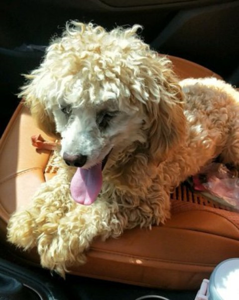 泰迪|泰迪被送去乡下一段时间，主人再去接时认不出：宛如参加了变形计