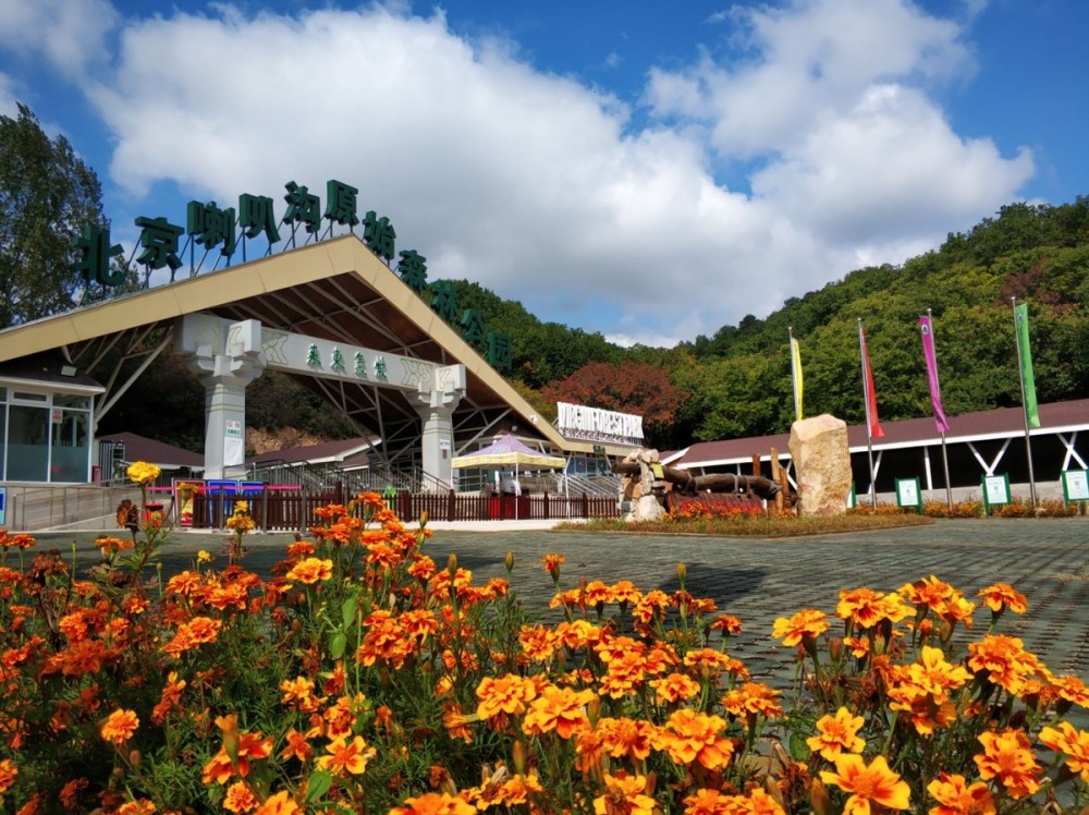 喇叭沟门满族乡|北京小“塞罕坝”，“十一”假期招来10万游客