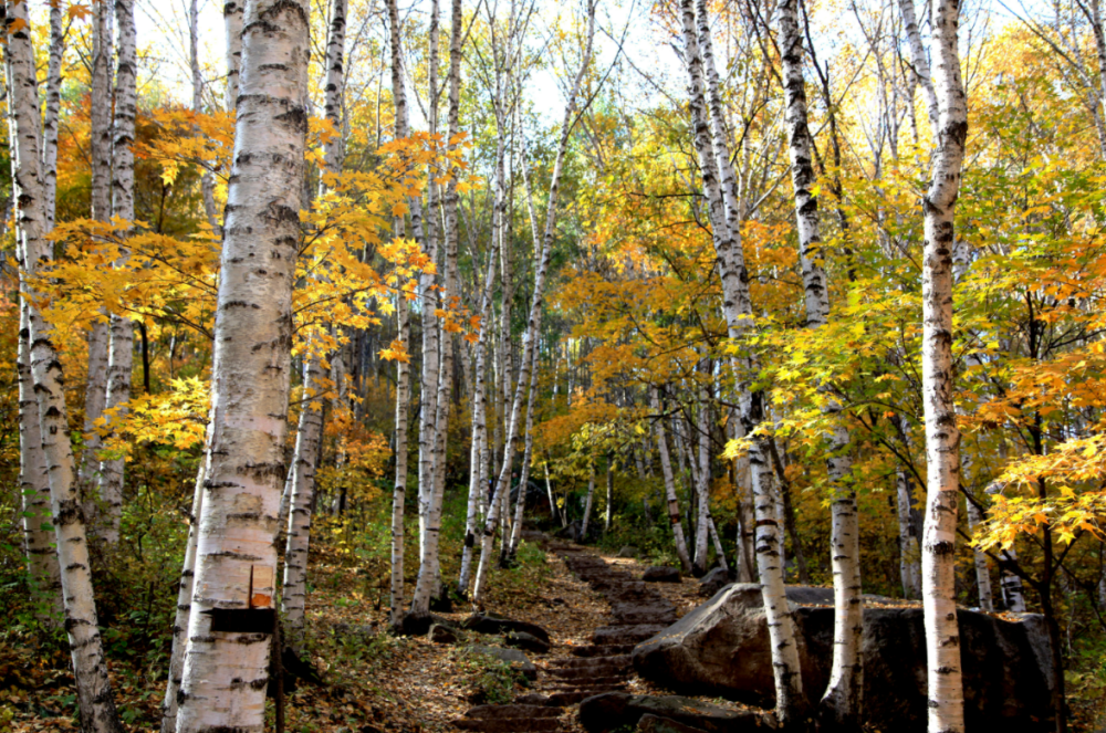 喇叭沟门满族乡|北京小“塞罕坝”，“十一”假期招来10万游客