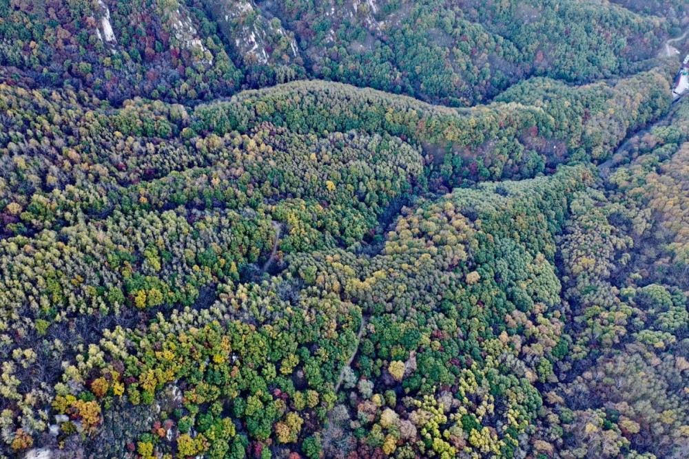 喇叭沟门满族乡|北京小“塞罕坝”，“十一”假期招来10万游客