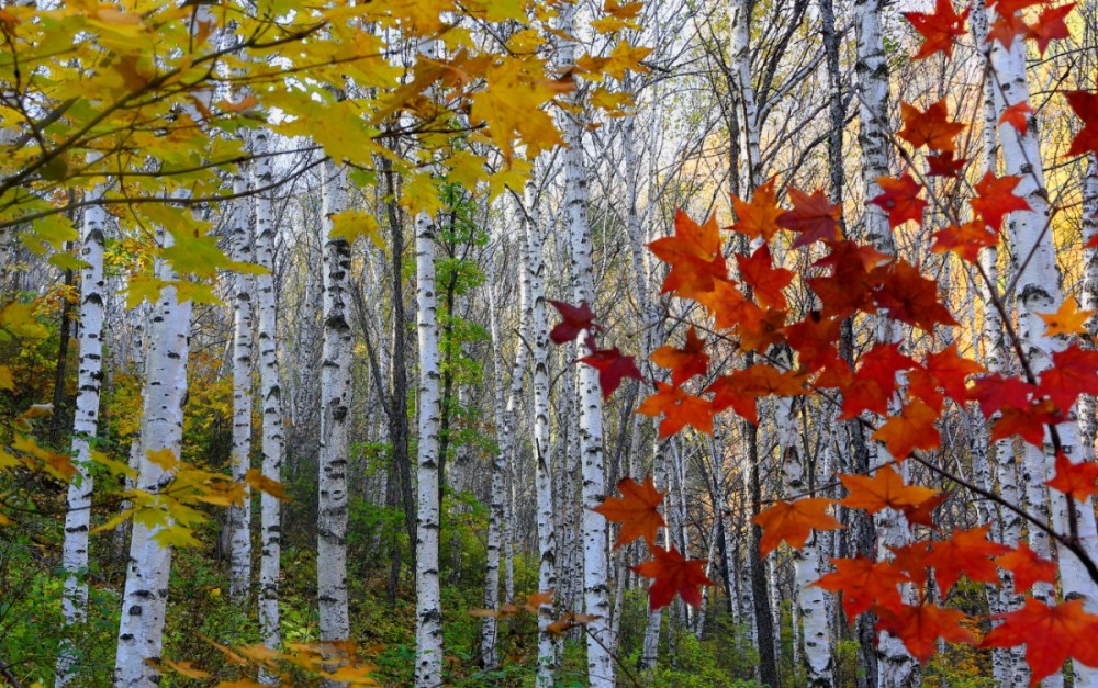 喇叭沟门满族乡|北京小“塞罕坝”，“十一”假期招来10万游客