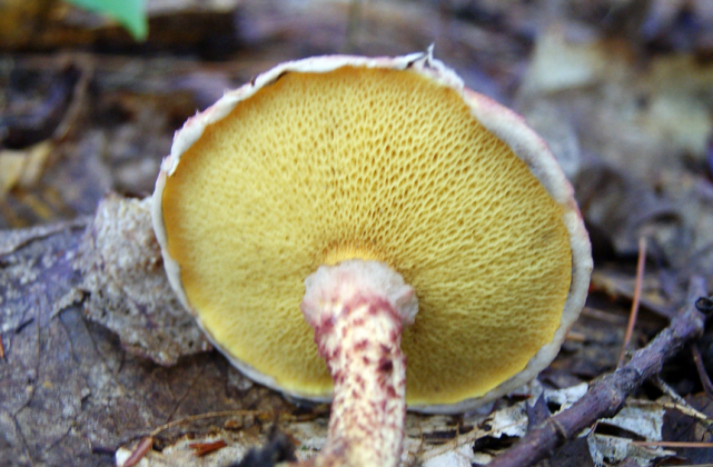 荒野維生野菜系列——虎皮小牛肝菌