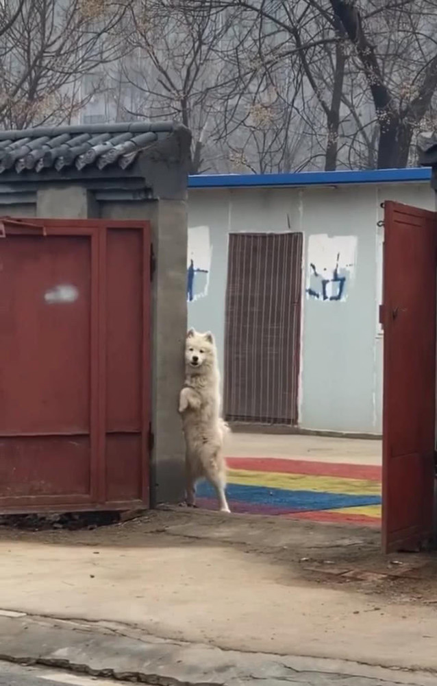 狗狗|刚迈出门去散步，感觉有眼睛盯着自己，抬头一看：在那瞅啥呢？