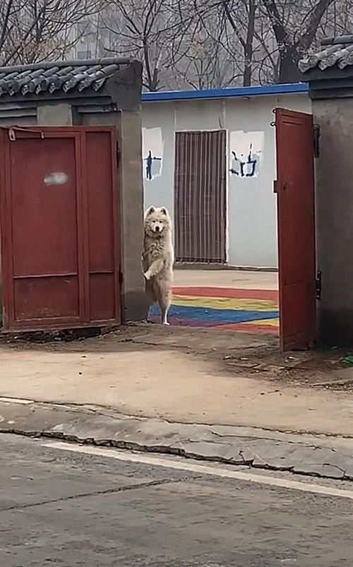狗狗|刚迈出门去散步，感觉有眼睛盯着自己，抬头一看：在那瞅啥呢？