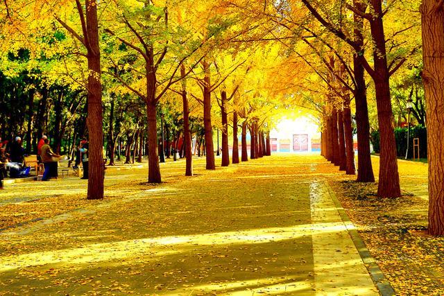 华东|盘点北京三大公园，十一长假必带家人去的景点，第一你绝对没去过