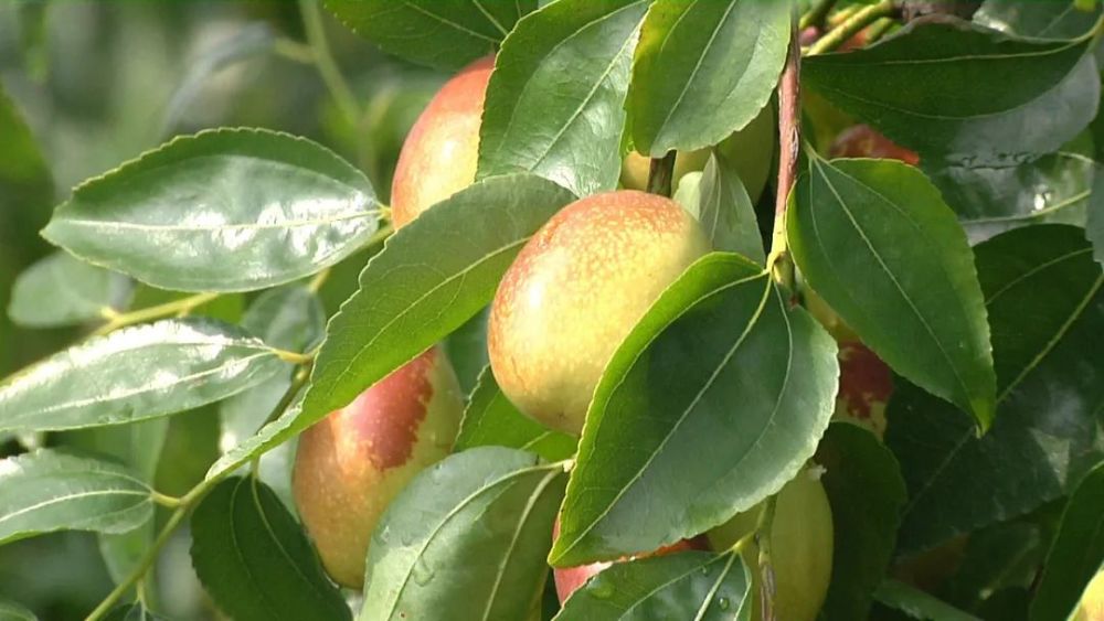 密云区|假期别样休闲方式，时令采摘体验密云农家生活