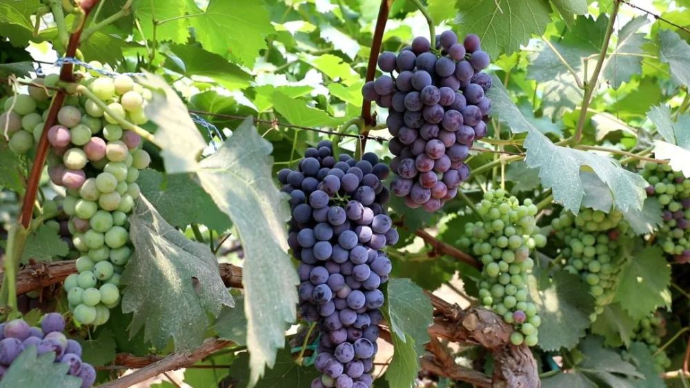 密云区|假期别样休闲方式，时令采摘体验密云农家生活