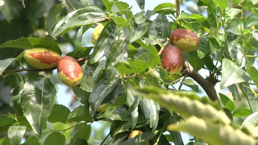 密云区|假期别样休闲方式，时令采摘体验密云农家生活