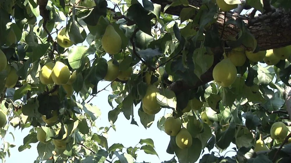 密云区|假期别样休闲方式，时令采摘体验密云农家生活