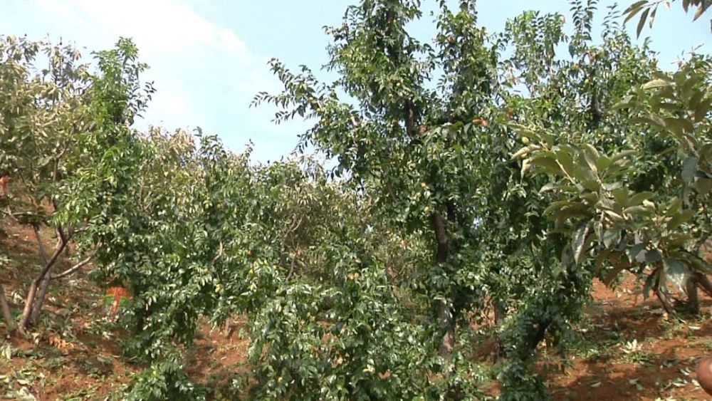 密云区|假期别样休闲方式，时令采摘体验密云农家生活