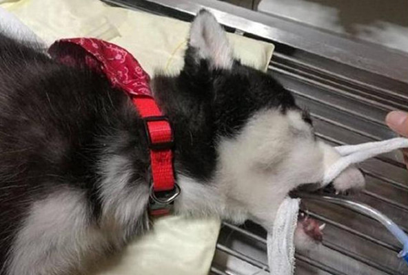 二哈|二哈莫名其妙不吃不喝，带去医院检查后不知道该说啥好：该