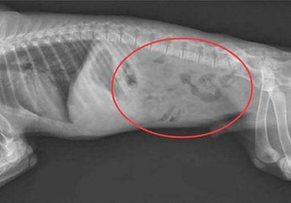 二哈|二哈莫名其妙不吃不喝，带去医院检查后不知道该说啥好：该