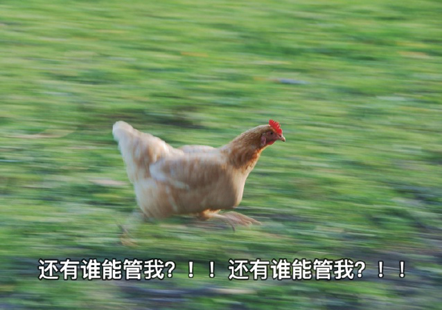 营养|被冤枉的鸡蛋黄告诉你：一天最多可以吃几个鸡蛋？