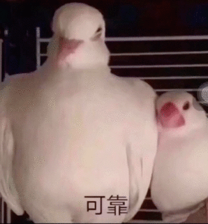 贾玲|她是不是为数不多的零差评女艺人？