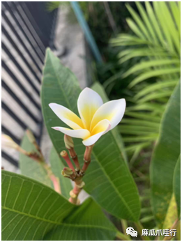 何灵羽|印尼华侨学生的美院中国梦——我的一名印华学生学画路侧记