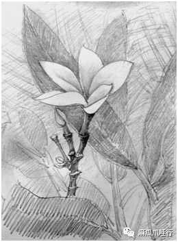 何灵羽|印尼华侨学生的美院中国梦——我的一名印华学生学画路侧记