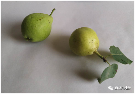 何灵羽|印尼华侨学生的美院中国梦——我的一名印华学生学画路侧记