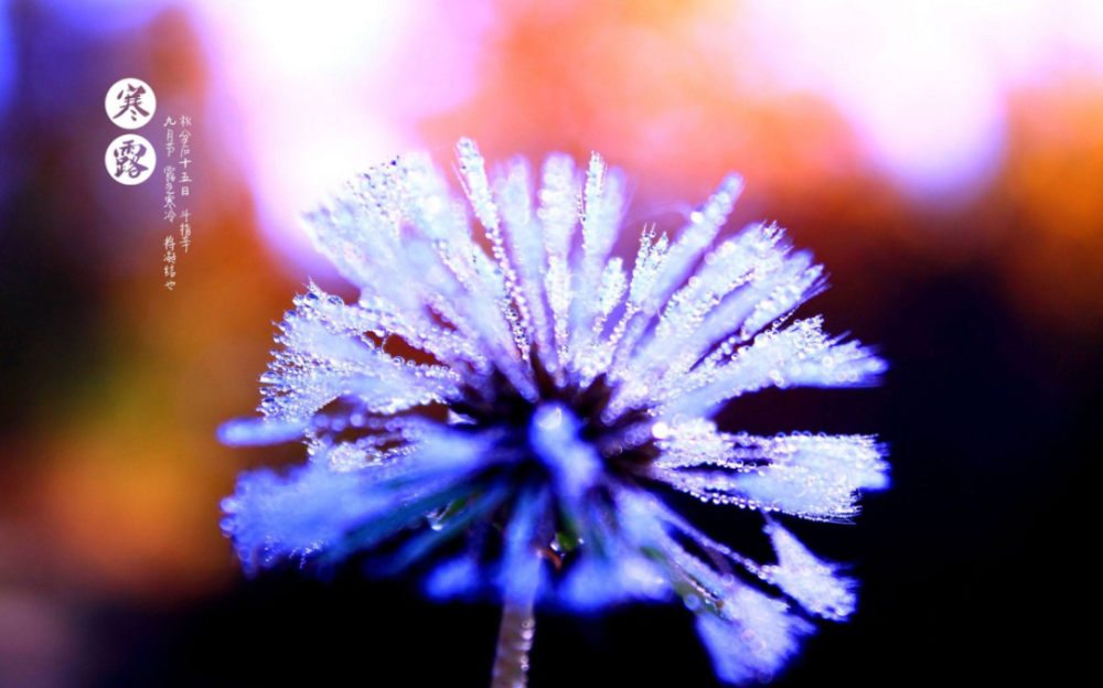 古诗词|【诗词鉴赏】秋深寒露候，古诗词里的寒露，静看秋意渐浓！