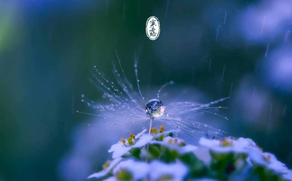 古诗词|【诗词鉴赏】秋深寒露候，古诗词里的寒露，静看秋意渐浓！