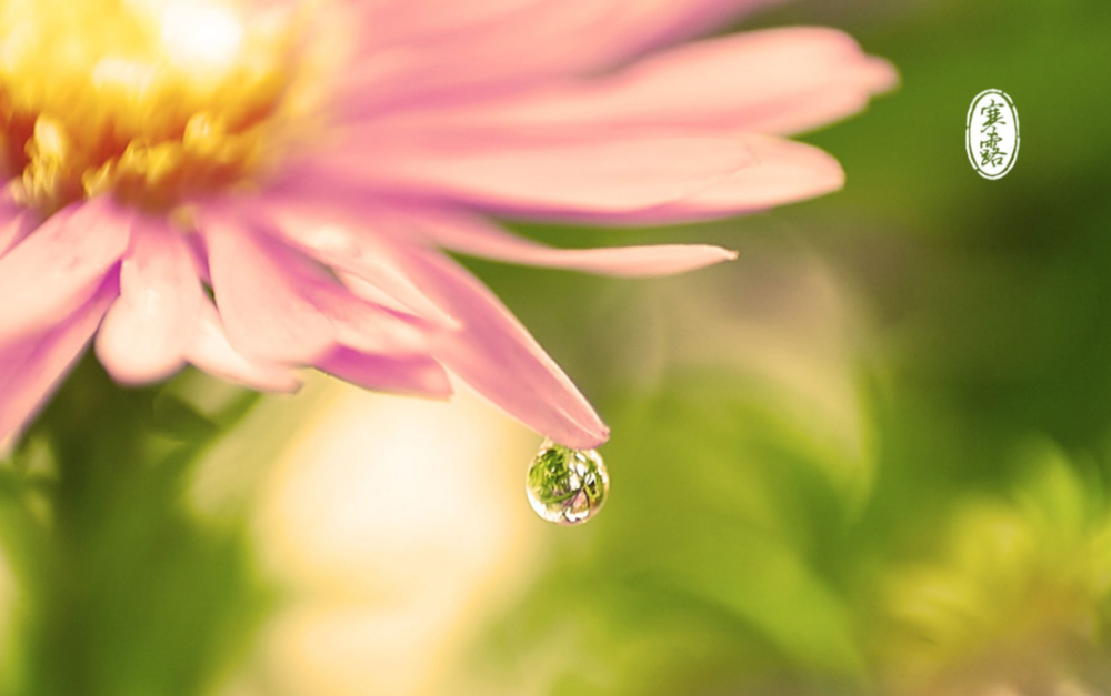 古诗词|【诗词鉴赏】秋深寒露候，古诗词里的寒露，静看秋意渐浓！