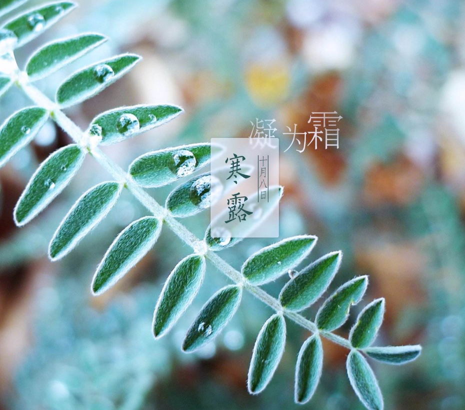 古诗词|【诗词鉴赏】秋深寒露候，古诗词里的寒露，静看秋意渐浓！