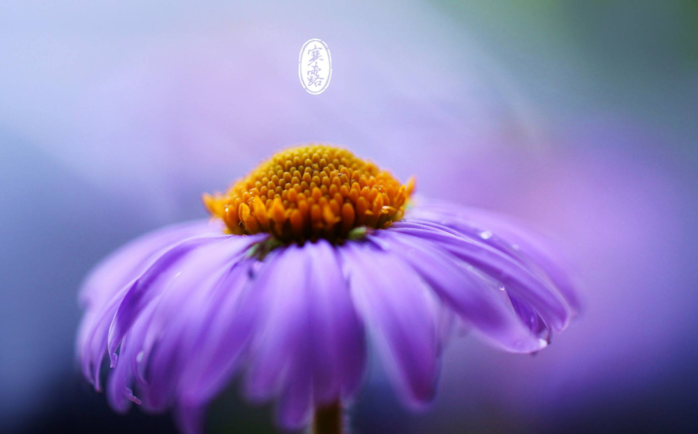 古诗词|【诗词鉴赏】秋深寒露候，古诗词里的寒露，静看秋意渐浓！