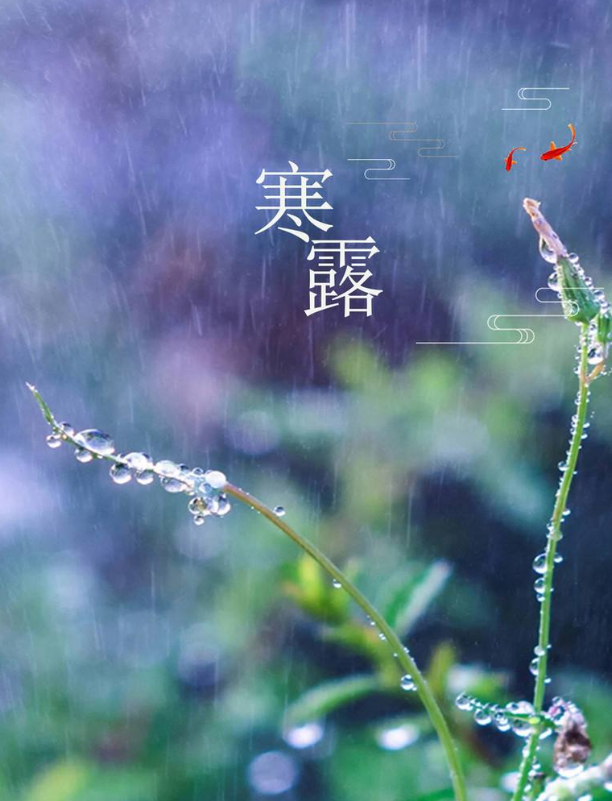 古诗词|【诗词鉴赏】秋深寒露候，古诗词里的寒露，静看秋意渐浓！