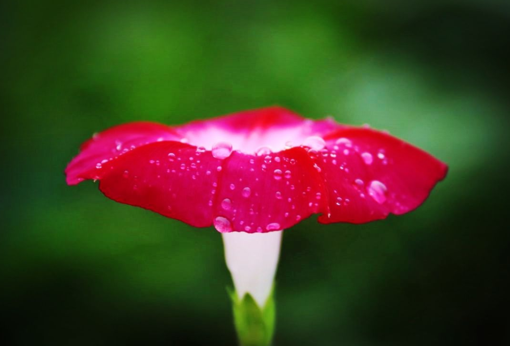 古诗词|【诗词鉴赏】秋深寒露候，古诗词里的寒露，静看秋意渐浓！