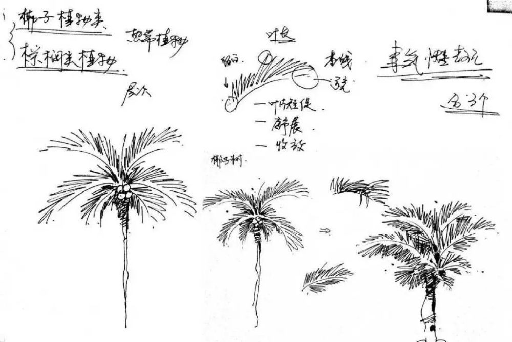 速写|【风景素材】室外单个景物的详细教程分享
