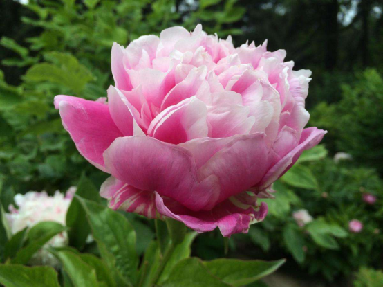 情人节|中国古代情人节是哪天？说七夕和元宵的错得离谱，其实是这一天