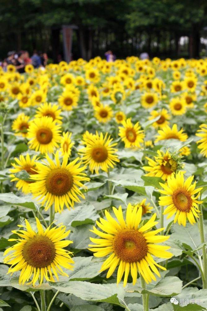 顺德乐从向日葵粉黛子草花海