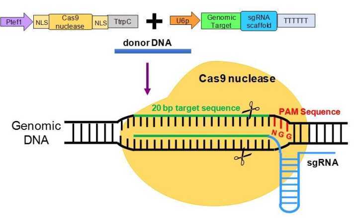 基因编辑|2020年诺贝尔化学奖：基因编辑