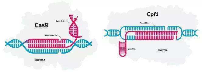 基因编辑|2020年诺贝尔化学奖：基因编辑