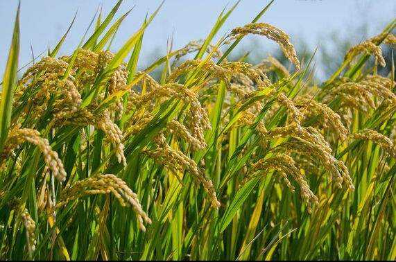 基因编辑|2020年诺贝尔化学奖：基因编辑