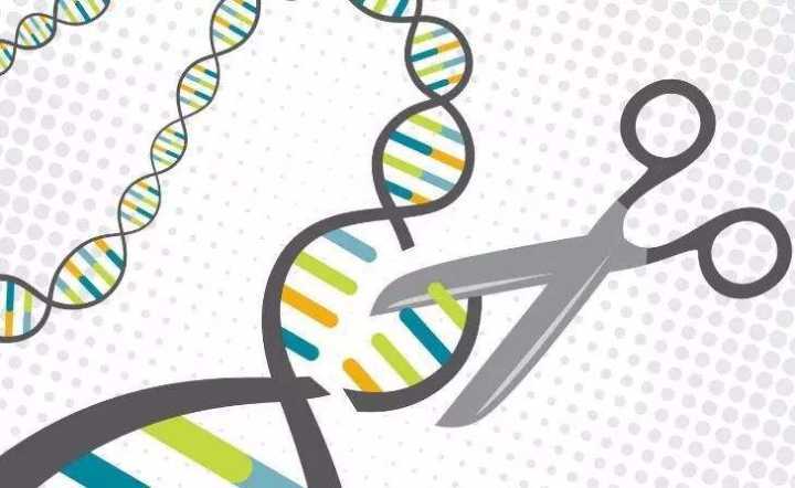 基因编辑|2020年诺贝尔化学奖：基因编辑