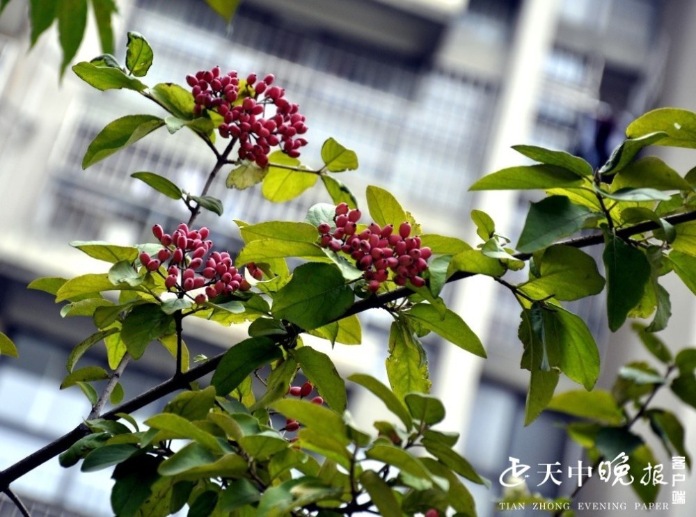 琼花|琼花果美极了！你见过吗？