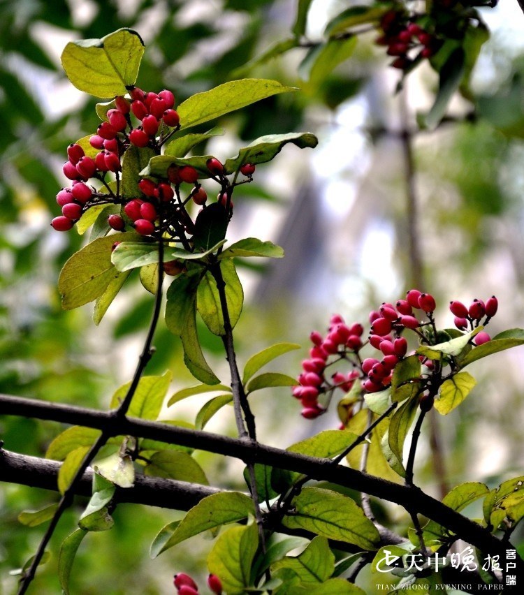 琼花|琼花果美极了！你见过吗？