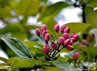 琼花|琼花果美极了！你见过吗？